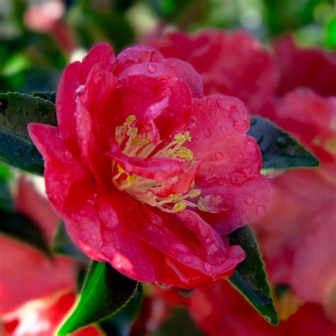 October's Camellia Extravaganza: A Wonderland of Natgic Inspiration